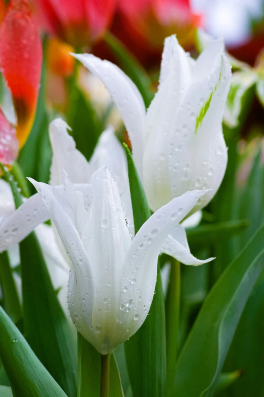 the white and red flowers are blooming together