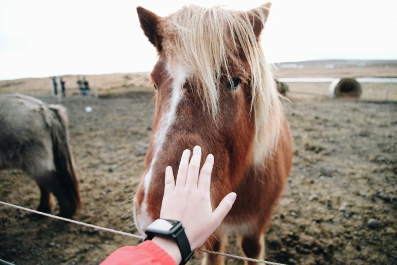 a horse that has it's head close to a hand