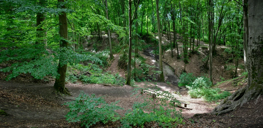 the dirt path runs through the tall trees