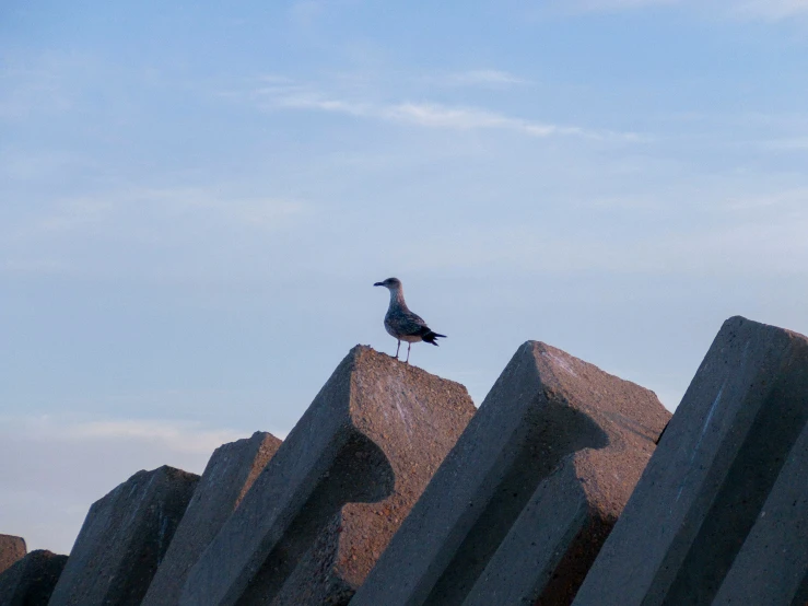 there is a bird that is sitting on the rocks