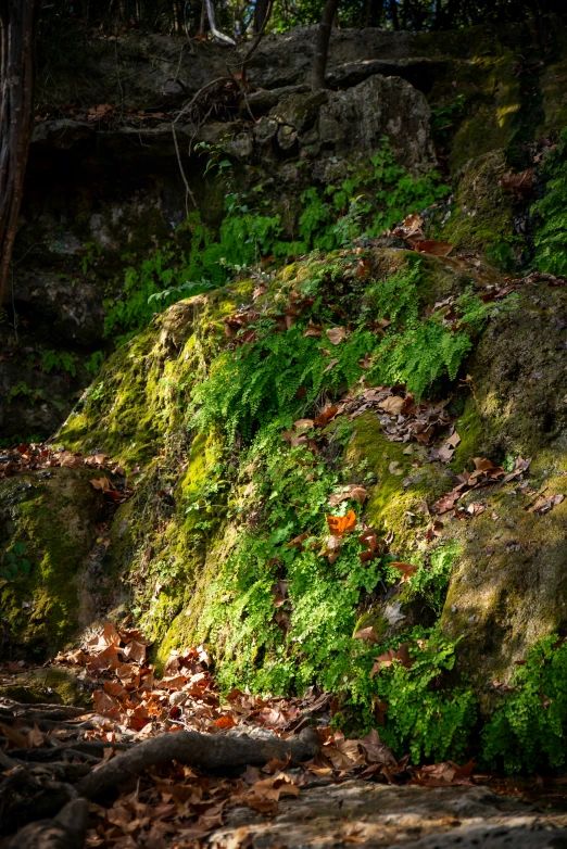 a moss covered slope in the woods