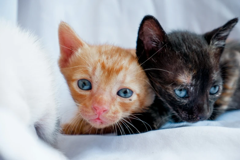 two kittens, one of them orange and the other a blue eyes