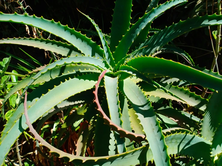 a plant that has some kind of leaf on it