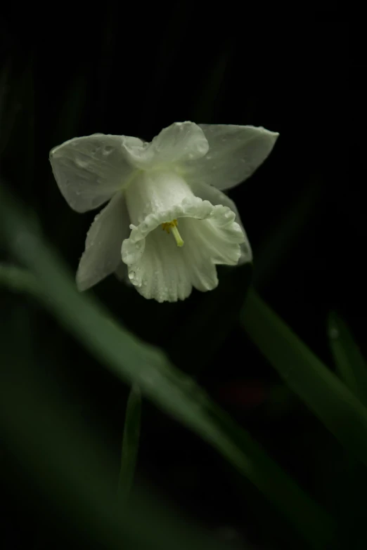 a single white flower is shown on the black background