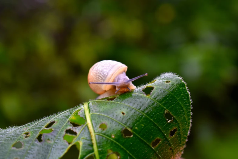 a snail crawling on a leaf near trees