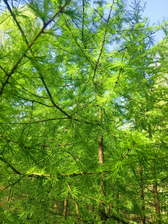 the view looking up into some trees in a forest