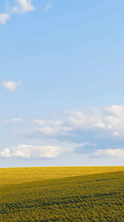 two horses graze on the green grass