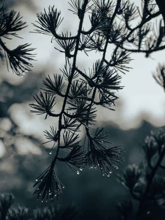 the raindrops on this pine tree are so beautiful