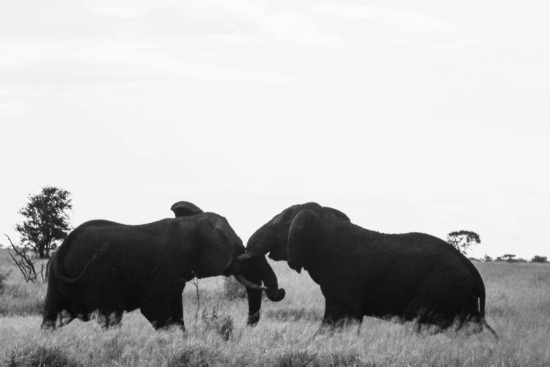 two elephants in grassy field with trees in background