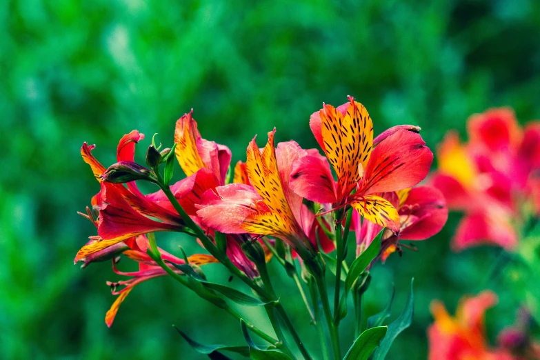 the bright red flowers are blooming by itself