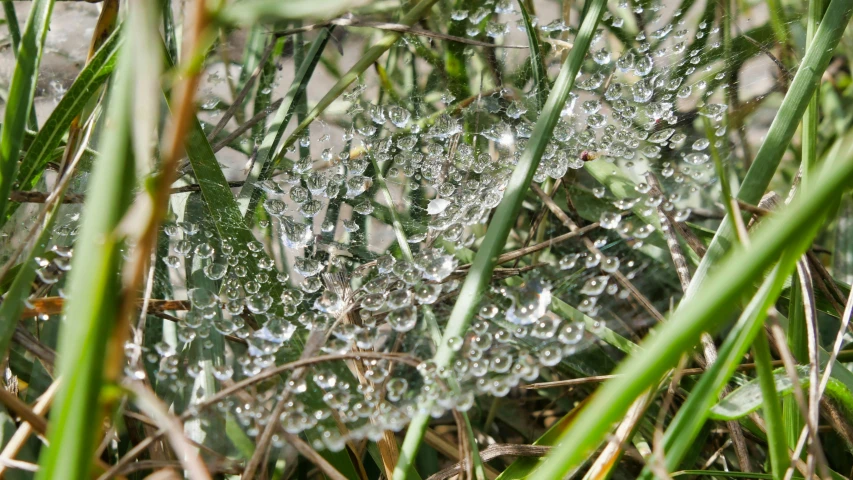 drops of water sitting on top of grass