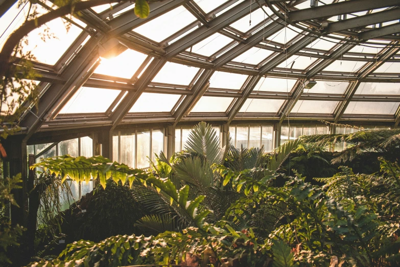 sun shining in the back of a metal greenhouse