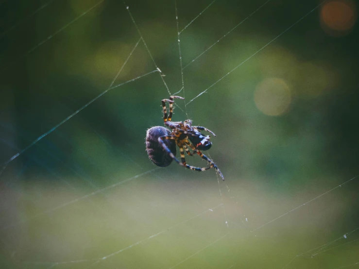 a spider is crawling across a web of spider - web
