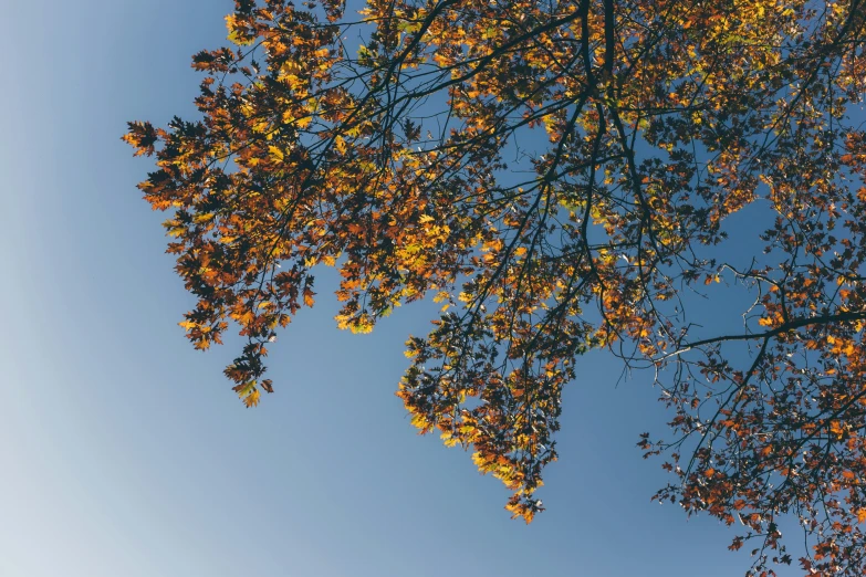 leaves of trees with a blue sky in the background