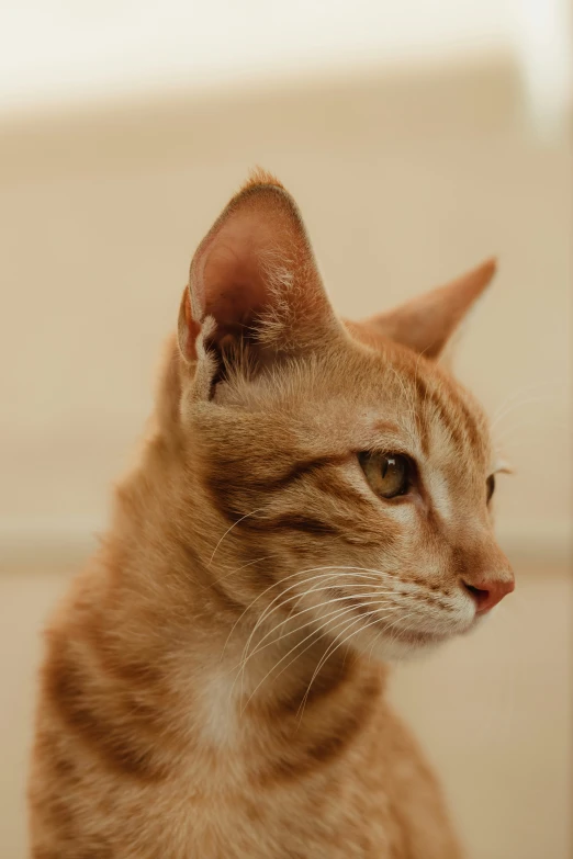 a close up view of an orange cat's head and nose