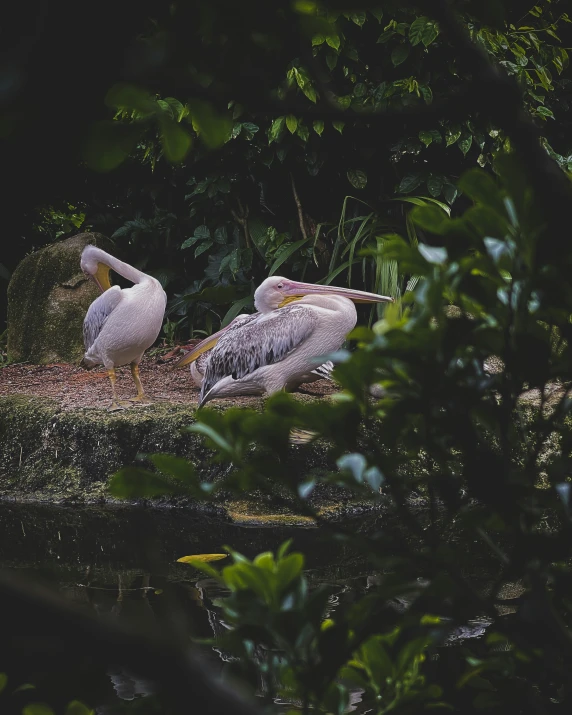 two birds in the grass near the water