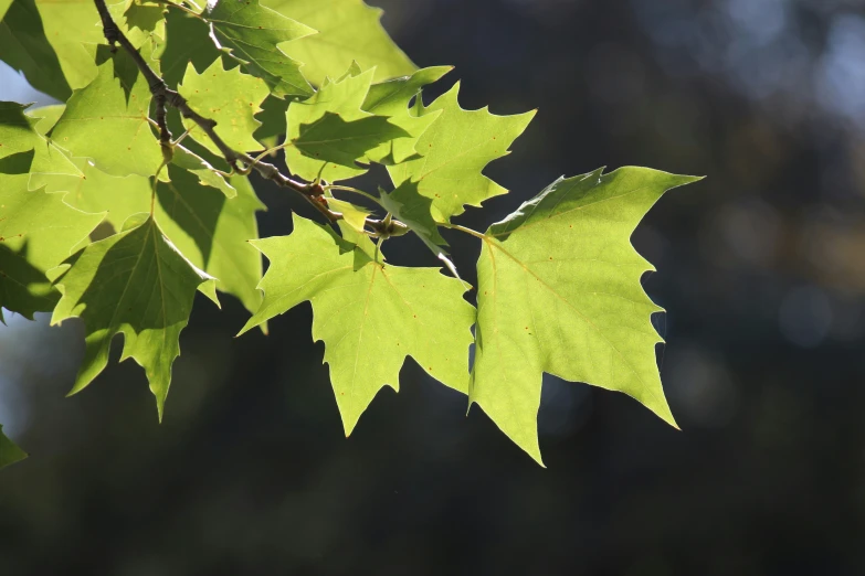 the leaves of a tree are green in the sunlight