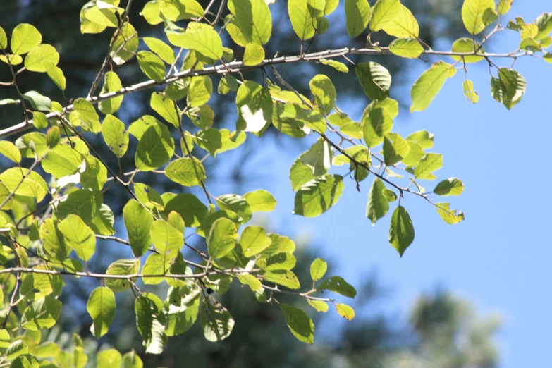 a nch with green leaves against a bright blue sky