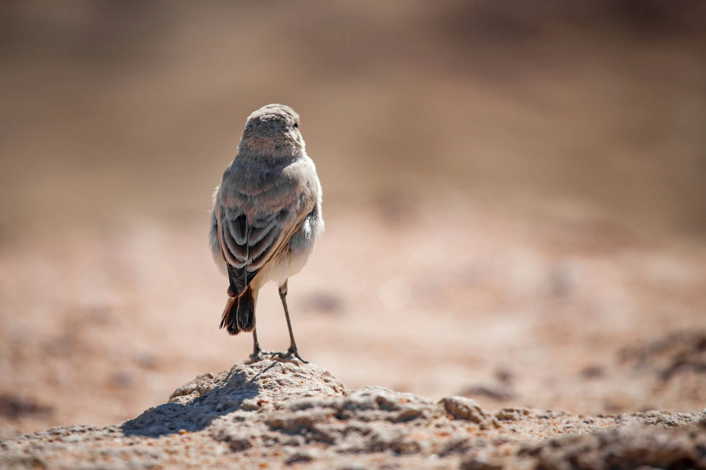 the small bird is standing on a rock