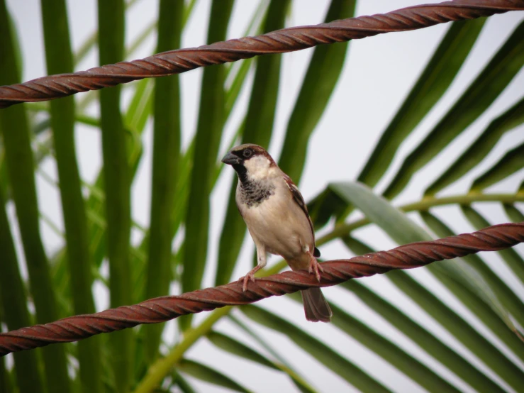 a bird with a beak perched on a wire