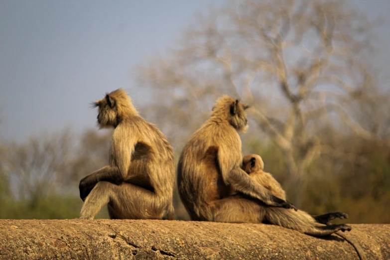 monkeys grooming each other on top of a rock