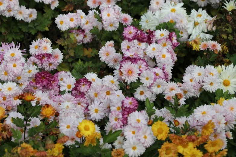 a bunch of flowers that are in the dirt