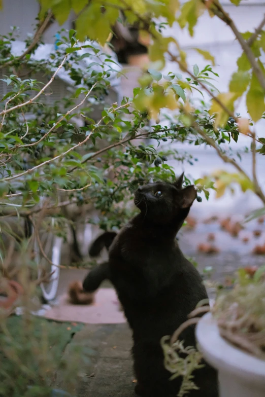 a bear is playing with leaves in the grass