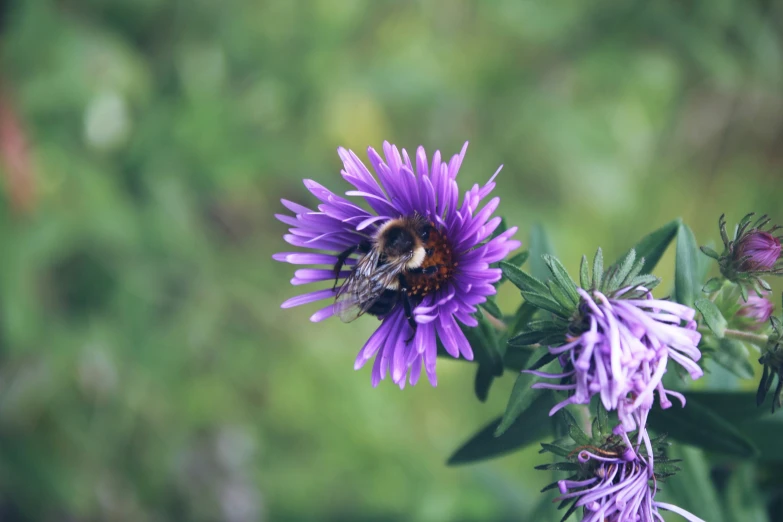 a bee on purple flowers in the wild