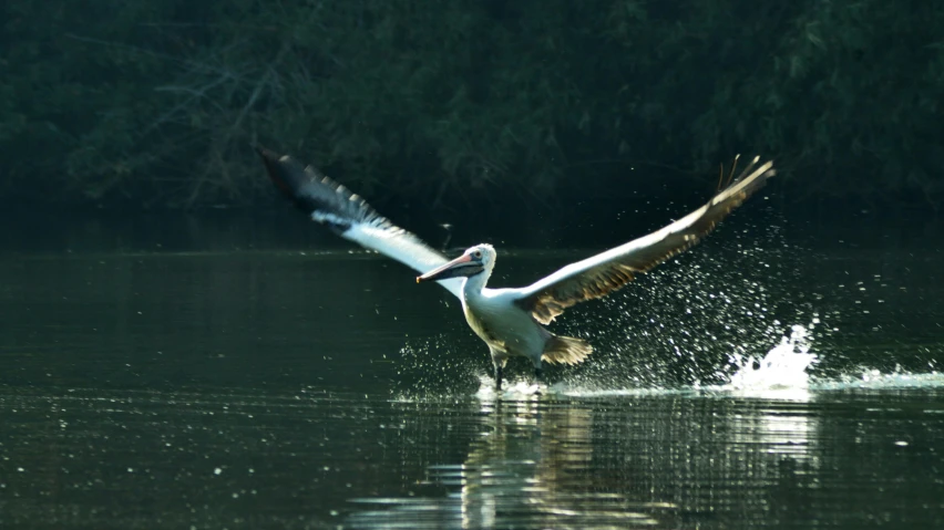 a bird is landing on the water with its wings spread