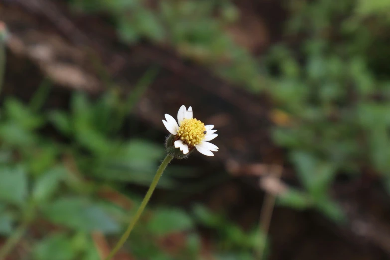 a small white and yellow flower on a stem