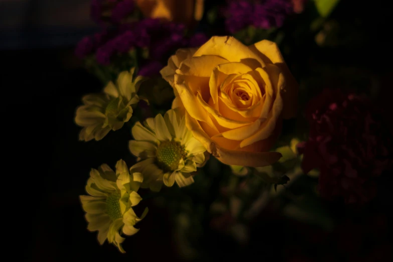 a picture of a rose and other flowers