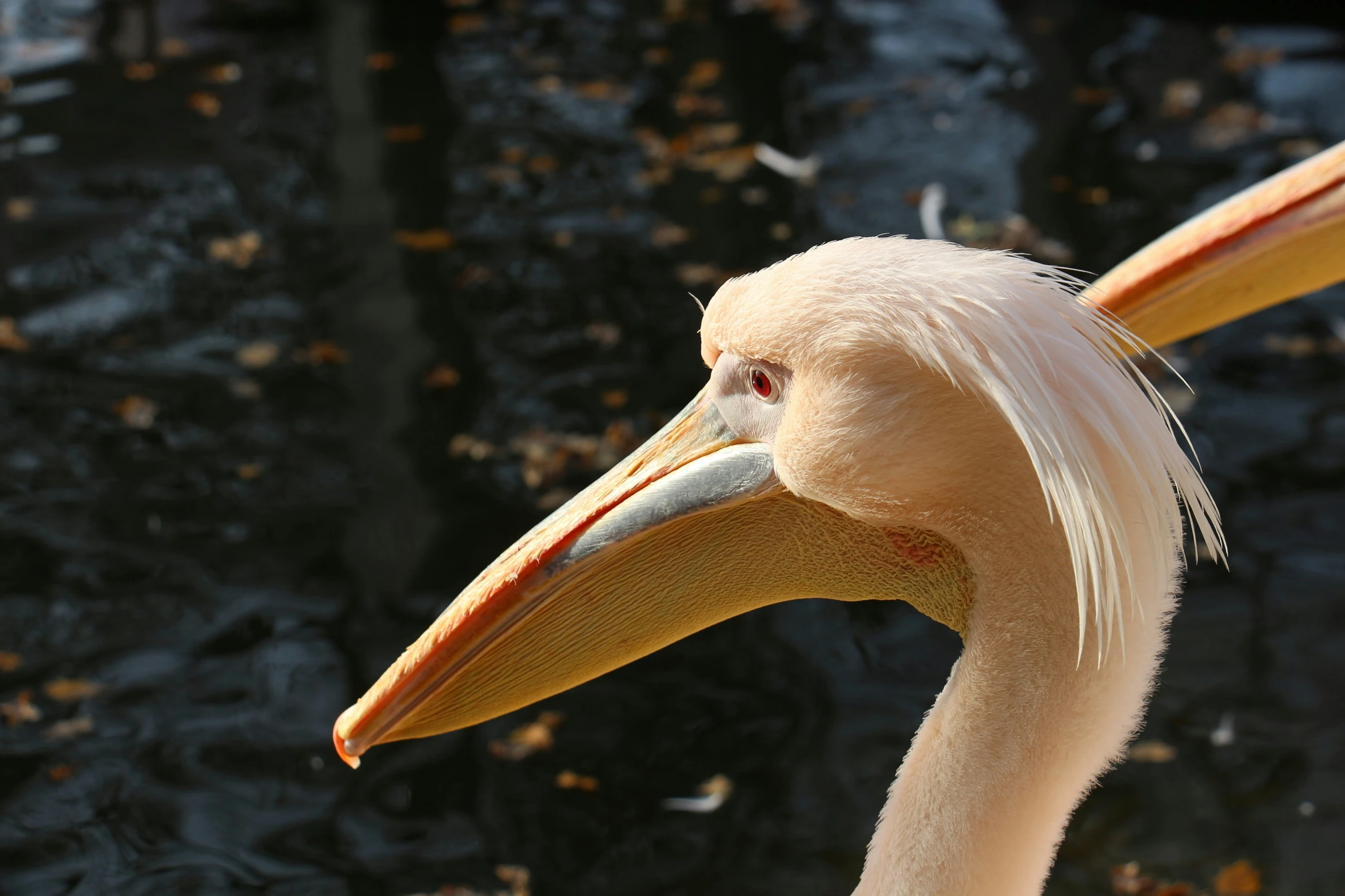 closeup s of a very pretty bird with a big beak