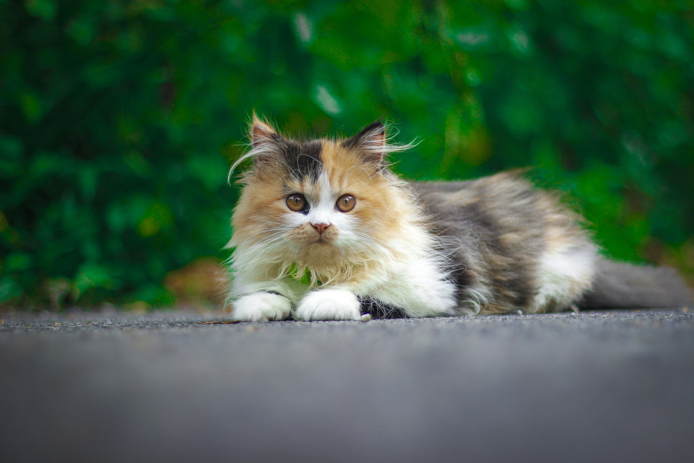 a fuzzy, cat looks down while laying down on the street