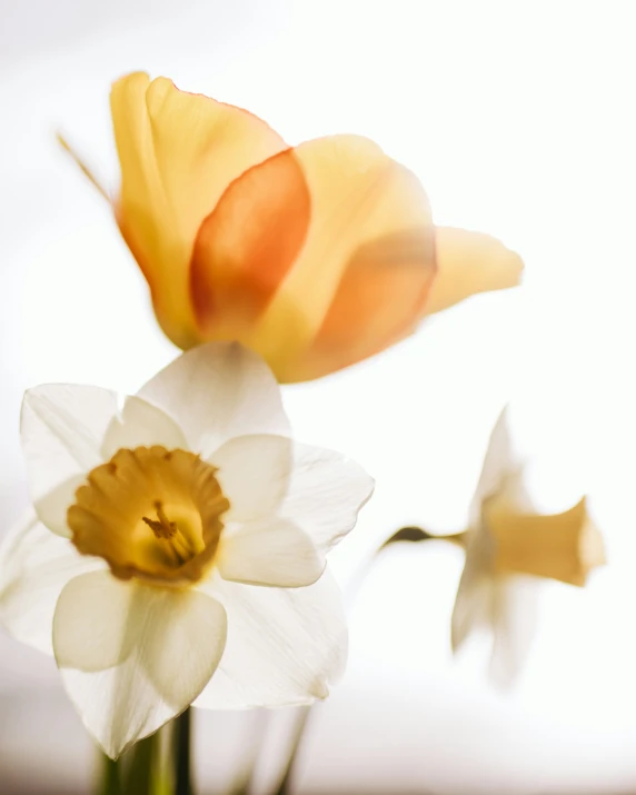 two flowers and one in a glass vase