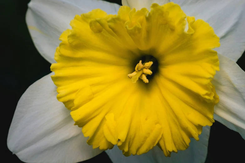 a flower with a white and yellow center