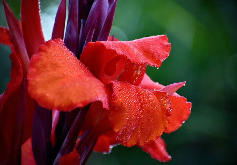 a red flower with a lot of water droplets