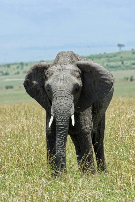 a gray elephant standing on top of a green field