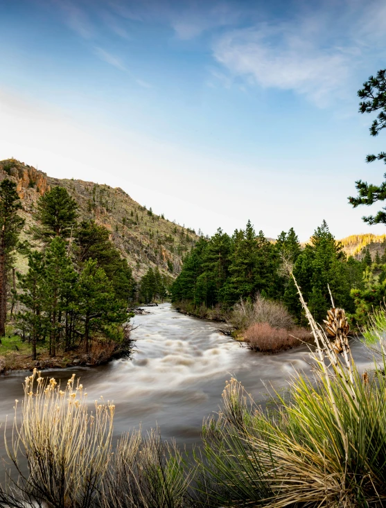 the landscape of a river in the wild