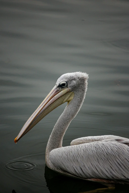 the water is dark and dren like with a bird standing in it's head