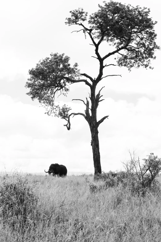 a rhino is standing beneath a tree on the plain