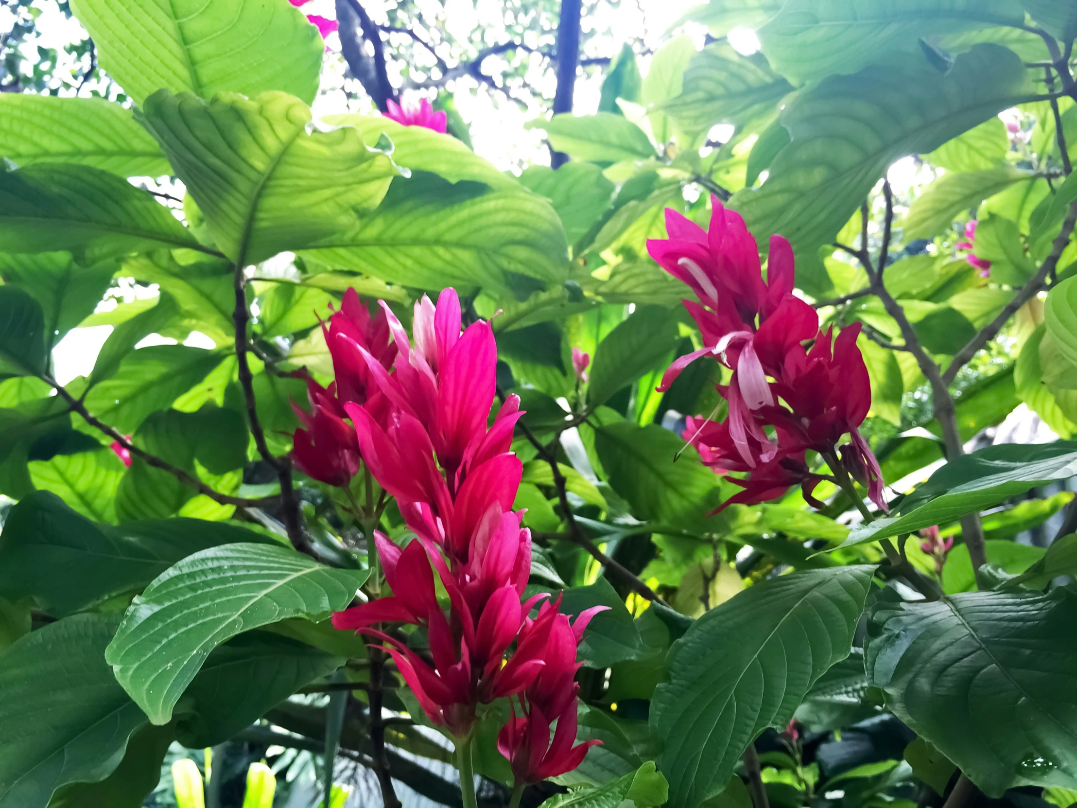 red flowers in a green tree on the nch