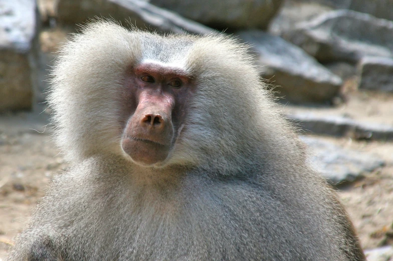 the baboon stares directly at the camera,