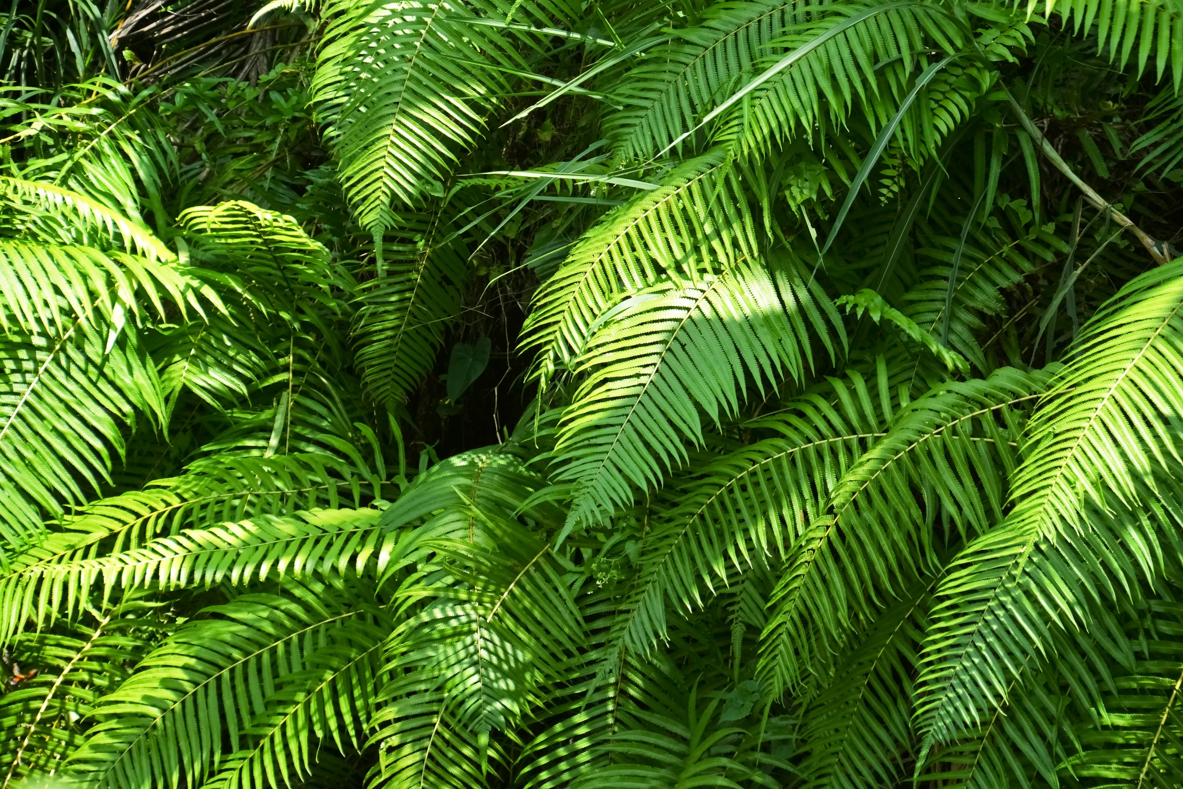 some green plants are growing outside in the sunlight