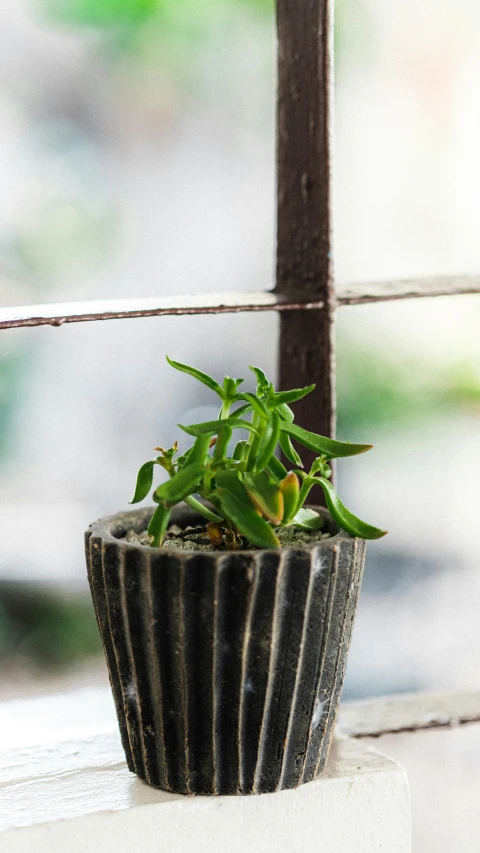 there is a small green plant in a clay vase