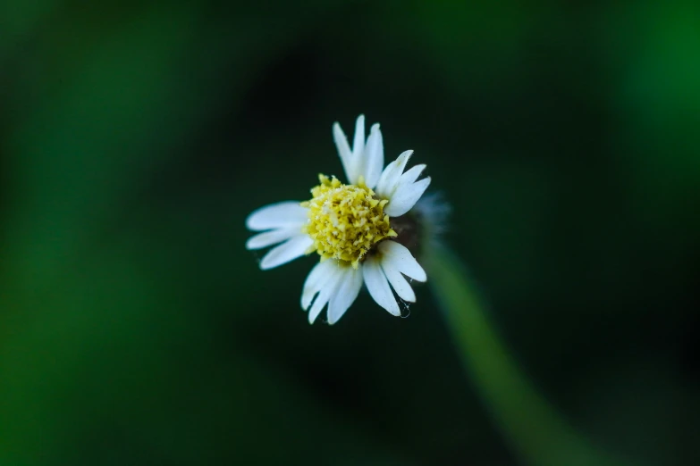 small white flower surrounded by bright yellow stamen