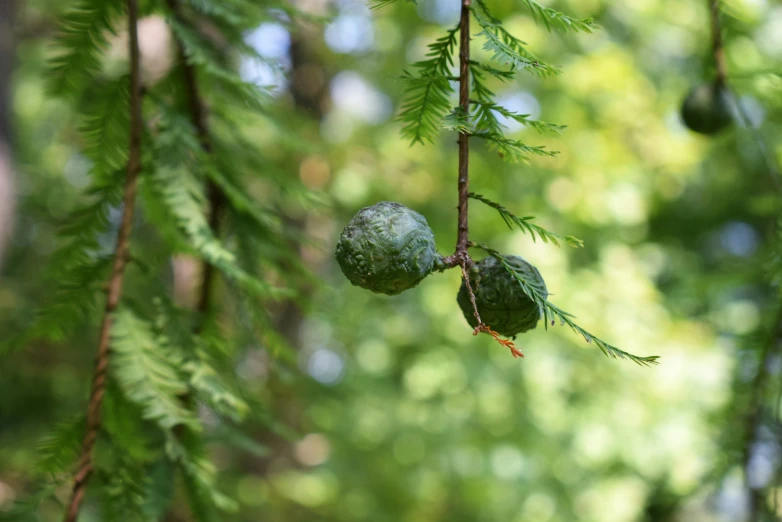 fruit growing on the nches of trees that are hanging in a forest