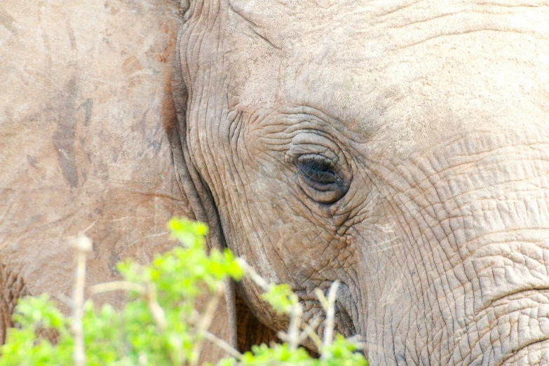 an elephant with the tusks up and eyes looking down