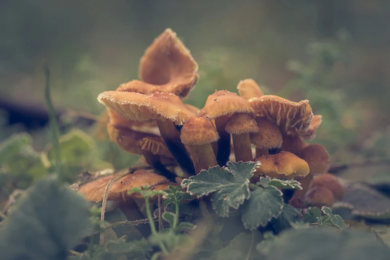 several mushrooms that are sitting together in the grass