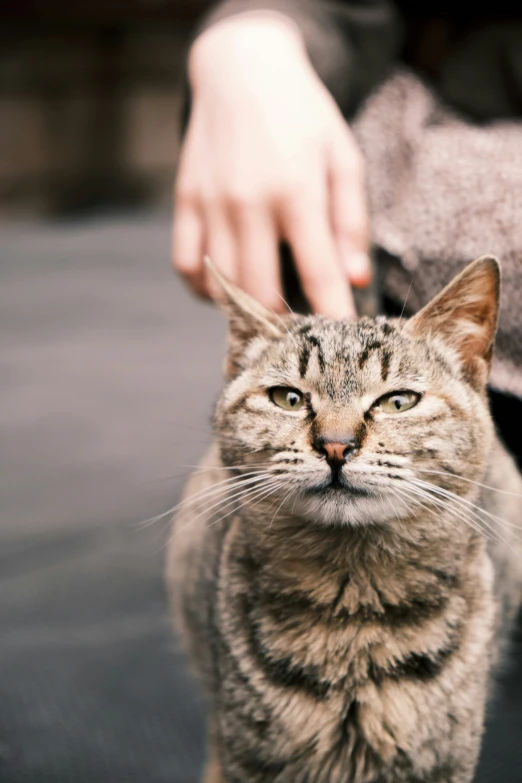 a cat sitting and being petted by a woman