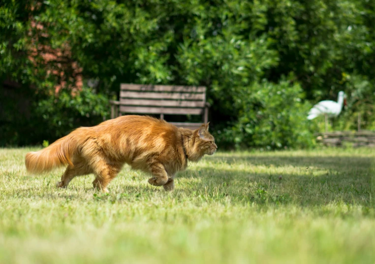 an orange cat walking through the grass with birds nearby